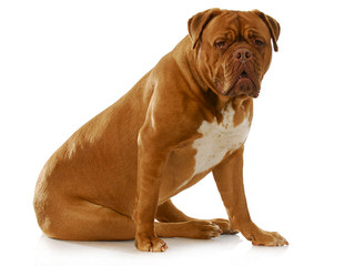 Bay Harbor Dogue de Bordeaux - Dog and Puppy Pictures