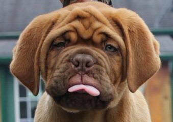 Charles River Dogue De Bordeaux - Dog and Puppy Pictures