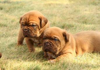 LEONADOS DEL PARANA - Dog and Puppy Pictures