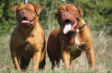 Big Daddy Dogue de Bordeaux - Dog Breeders