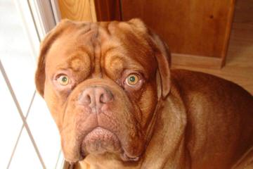 Super Dogue De Bordeaux For Sale - Dog and Puppy Pictures