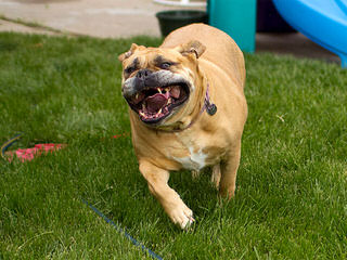 Northland Bordeaux - Dog Breeders