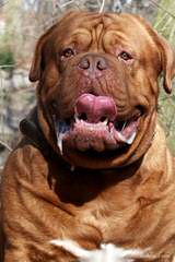 Red Dog Ridge Dogue De Bordeaux - Dog and Puppy Pictures