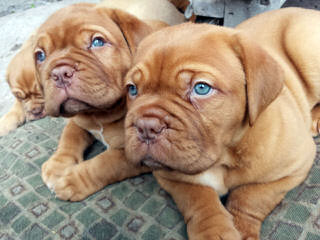 PARKAVE DOGUE DE BORDEAUX - Dog Breeders