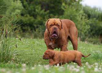 Jennifer Rodgers - Dog Breeders