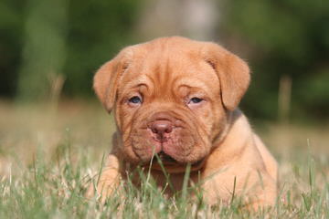 PARKAVE DOGUE DE BORDEAUX - Dog and Puppy Pictures