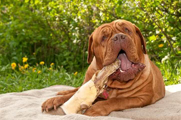 LEONADOS DEL PARANA - Dog Breeders