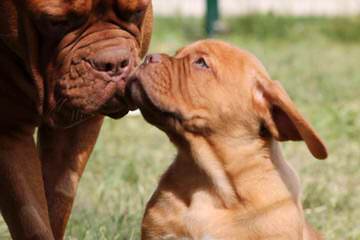 The King’s Bordeaux - Dog Breeders