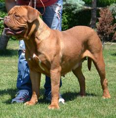 The King’s Bordeaux - Dog Breeders