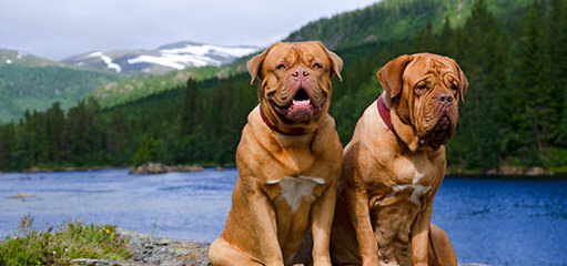 Red Dog Ridge Dogue De Bordeaux - Dog Breeders