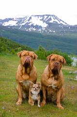 Red Dog Ridge Dogue De Bordeaux - Dog and Puppy Pictures