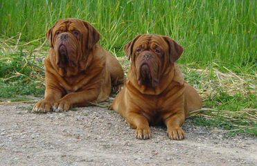 Grand Master Bordeaux - Dog Breeders