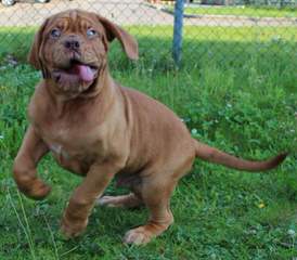 Super Dogue De Bordeaux For Sale - Dog and Puppy Pictures