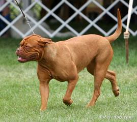 Northland Bordeaux - Dog and Puppy Pictures