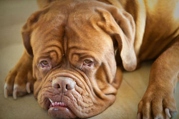 LEONADOS DEL PARANA - Dog Breeders