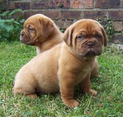 Bay Harbor Dogue de Bordeaux - Dog Breeders