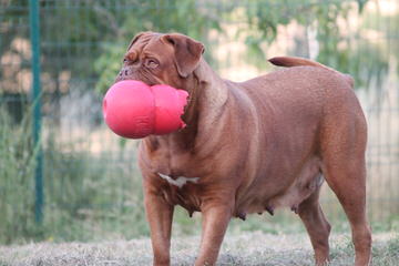 Milestone Bordeaux - Dog Breeders