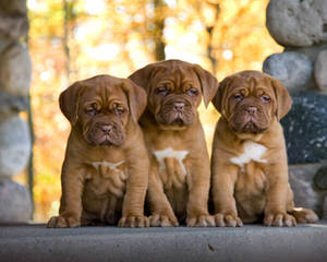 Miletone Bordeaux - Dog Breeders