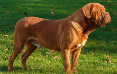 PARKAVE DOGUE DE BORDEAUX - Dog Breeders