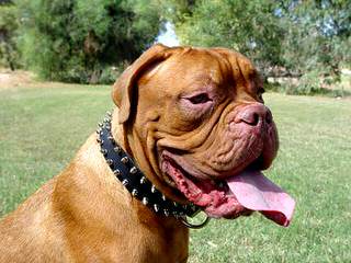 Bay Harbor Dogue de Bordeaux - Dog Breeders