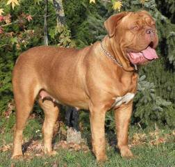 Red Devil Bordeaux - Dog Breeders