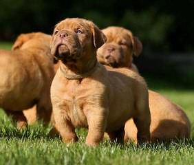 Amazing Grace Bordeaux - Dog Breeders