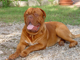 Low Country Bordeaux - Dog Breeders