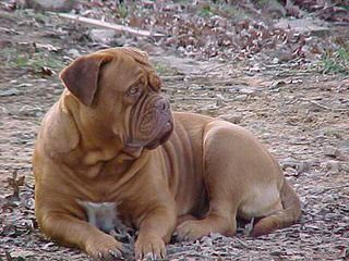 Dogue De Bordeaux/Rottwieler - Dog and Puppy Pictures