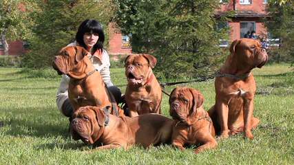 Amazing Grace Bordeaux - Dog Breeders