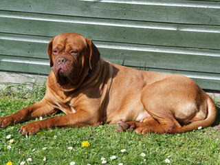 Big Daddy Dogue de Bordeaux - Dog Breeders