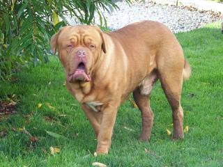 Looking For French Mastiff Male In New York - Dog and Puppy Pictures