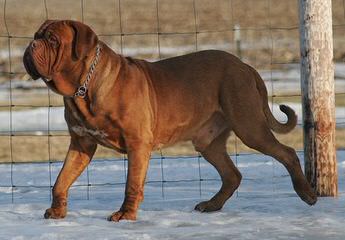 French Mastiff (Dogue De Bordeaux) - Dog and Puppy Pictures