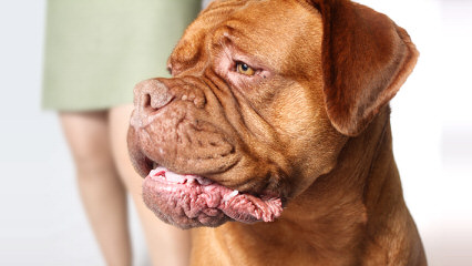 Super Dogue De Bordeaux For Sale - Dog Breeders