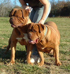 Labruja Dogue De Bordeauxs Uk - Dog Breeders