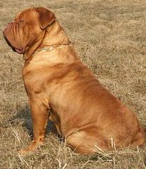 Charles River Dogue De Bordeaux - Dog and Puppy Pictures