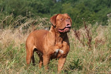 The King’s Bordeaux - Dog Breeders