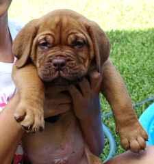 Heritage Bordeaux in Ohio - Dog Breeders