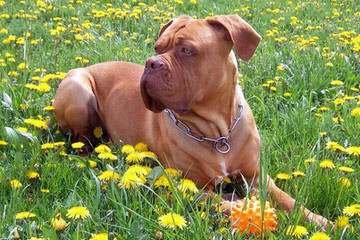 PARKAVE DOGUE DE BORDEAUX - Dog and Puppy Pictures