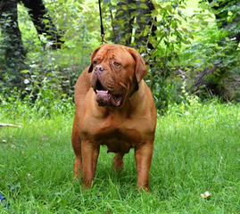 PARKAVE DOGUE DE BORDEAUX - Dog Breeders