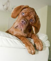 Looking For French Mastiff Male In New York - Dog Breeders