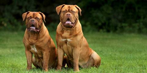 PARKAVE DOGUE DE BORDEAUX - Dog Breeders