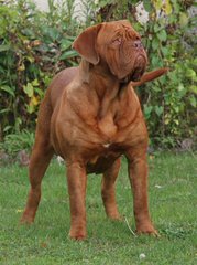 French Mastiff (Dogue De Bordeaux) - Dog and Puppy Pictures