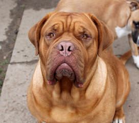 French Mastiff (Dogue De Bordeaux) - Dog Breeders