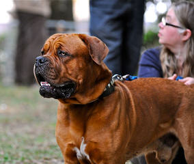 Miletone Bordeaux - Dog Breeders