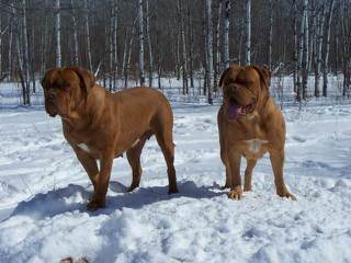 Dogue De Bordeaux/Rottwieler - Dog and Puppy Pictures