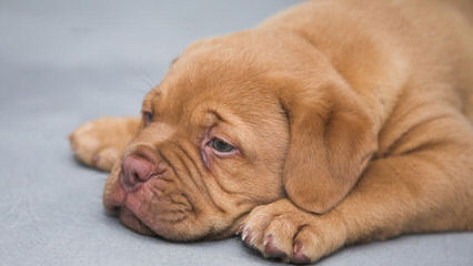 Red Dog Ridge Dogue De Bordeaux - Dog Breeders