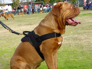 Big Daddy Dogue de Bordeaux - Dog and Puppy Pictures