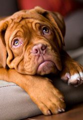 Dogue De Bordeaux / French Mastiff - Dog and Puppy Pictures