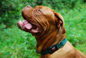 Dogue De Bordeaux / French Mastiff - Dog Breeders