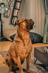 Super Dogue De Bordeaux For Sale - Dog and Puppy Pictures